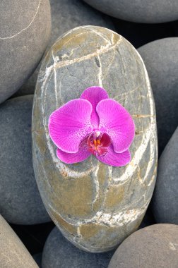 Pembe orkide üzerinde taş doku yığını ile çizgili