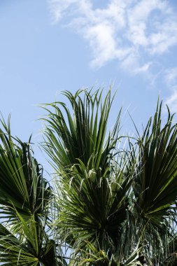 Güzel Tropikal Palmiye Ağacı Minimalist Tasarım Doğa Yeşil ve Mavi Renkler Yaz Konsepti 