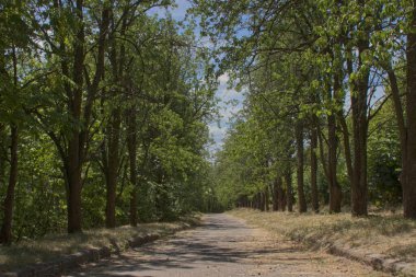 Ağaçlar arasında güneşli bir yol    