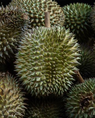 Taze durian meyvesi grubu
