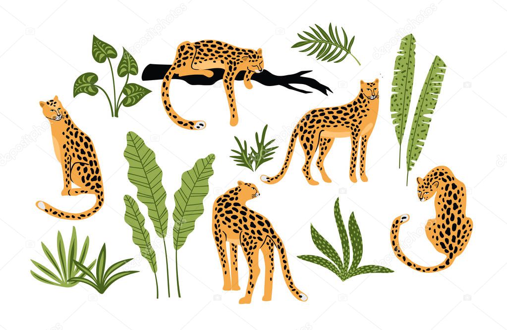 Vestor set of leopards and tropical leaves.