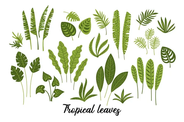 Vector set of abstract tropical leaves. — Stock Vector