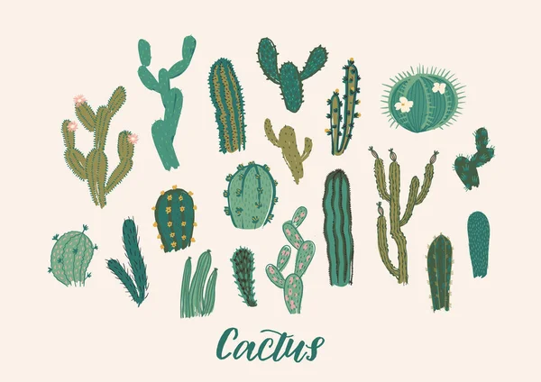 Kaktusz collection halmaz. Vektoros illusztráció. Design elem — Stock Vector