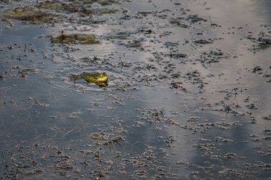 kurbağa suya oturur ve av için bekler
