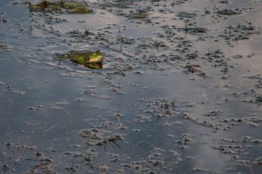 kurbağa suya oturur ve av için bekler