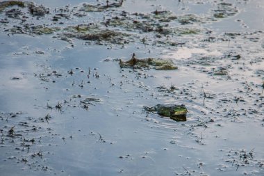 kurbağa suya oturur ve av için bekler