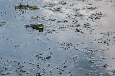 kurbağa suya oturur ve av için bekler