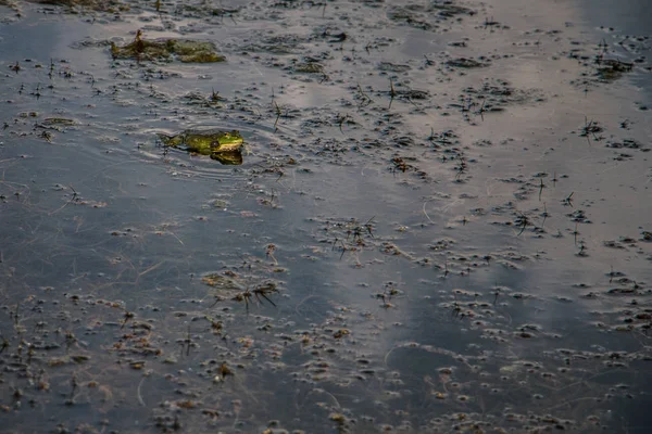 kurbağa suya oturur ve av için bekler
