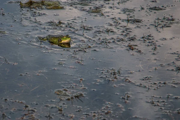 kurbağa suya oturur ve av için bekler