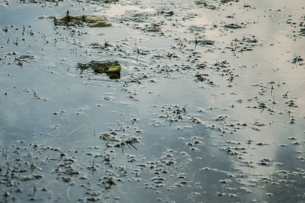 kurbağa suya oturur ve av için bekler