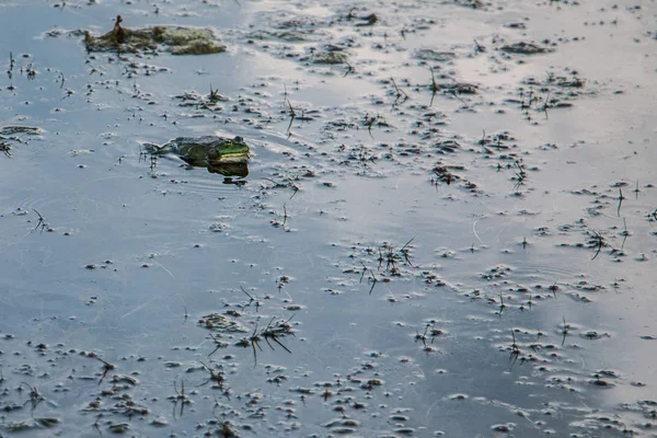kurbağa suya oturur ve av için bekler