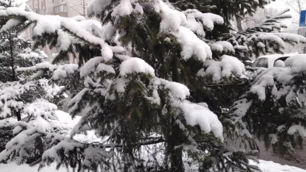 Nieve esponjosa cae lentamente sobre las ramas de abeto. cámara lenta — Vídeo de stock