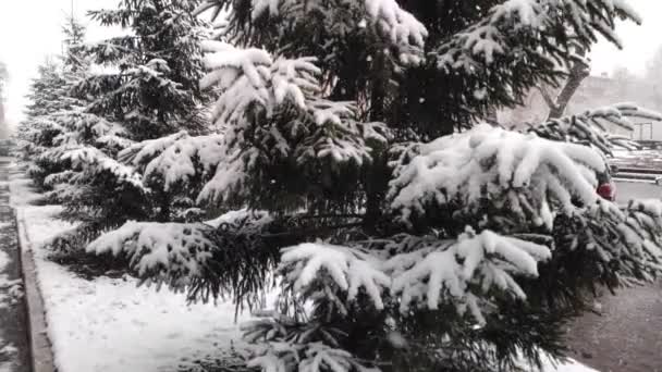 Nieve esponjosa cae lentamente sobre las ramas de abeto. cámara lenta — Vídeo de stock
