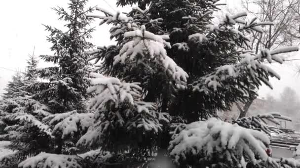 Nieve esponjosa cae lentamente sobre las ramas de abeto. cámara lenta — Vídeo de stock