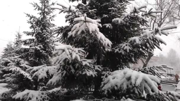 Nieve esponjosa cae lentamente sobre las ramas de abeto. cámara lenta — Vídeo de stock