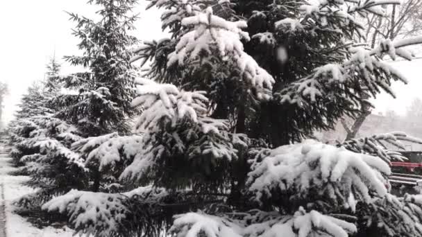 蓬松的雪慢慢地落在云杉的树枝上。慢动作 — 图库视频影像