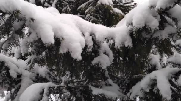 Nieve esponjosa cae lentamente sobre las ramas de abeto. cámara lenta — Vídeo de stock