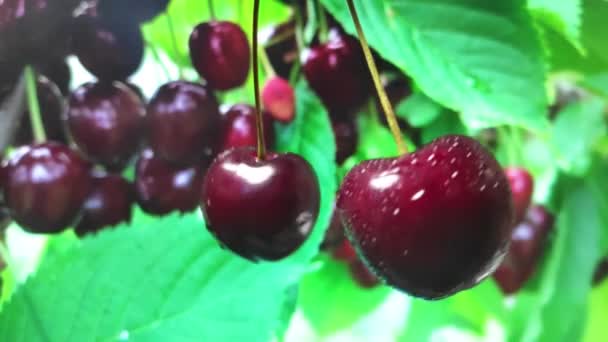 Bayas de cereza cortadas, rociando jugo a los lados. cámara lenta — Vídeos de Stock