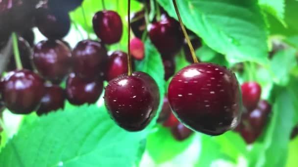 Cherry berries cut, spraying juice to the sides. slow motion — Stock Video