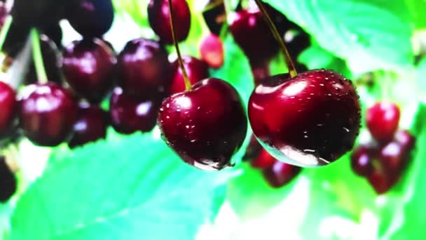 Cseresznye bogyós gyümölcsök, permetezés gyümölcslé oldalán. lassított mozgás — Stock videók