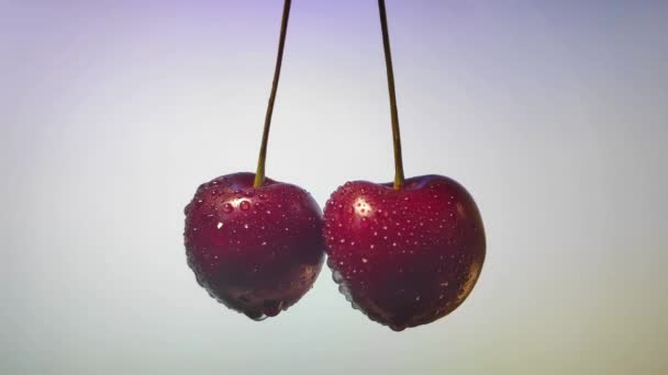 Juicy dark cherries sprinkle juice on a pink background. slow motion — Stock Video