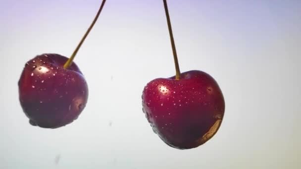 Las jugosas cerezas oscuras espolvorean jugo sobre un fondo rosado. cámara lenta — Vídeo de stock