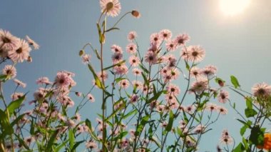 Papatya çiçekleri, kanat çırpan kelebekler, nektar toplar.