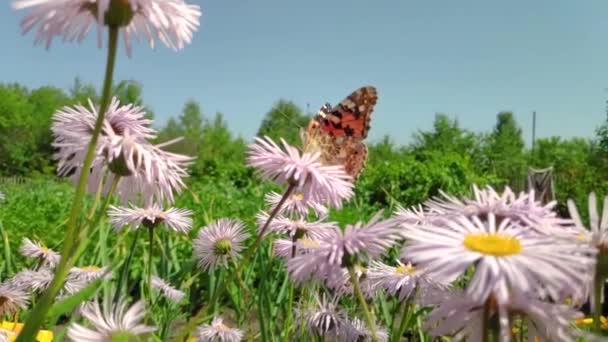 Flores de manzanilla, mariposa revoloteando, recoge néctar — Vídeos de Stock