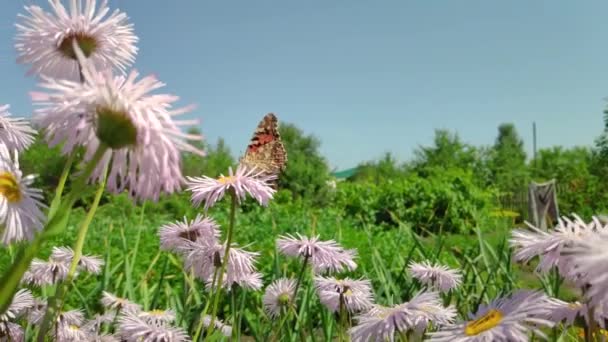 Camomilla fiori, farfalla svolazzante, raccoglie nettare — Video Stock