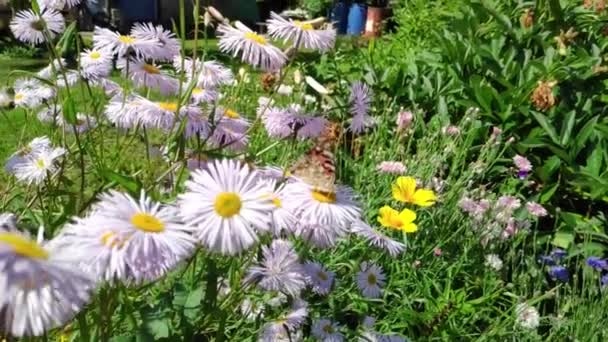 Chamomile flowers, fluttering butterfly, collects nectar — Stock Video