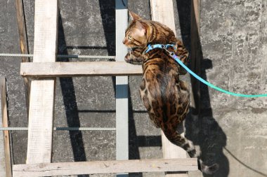 köyde ahşap bir merdiven üzerinde bir Bengal kedi portresi