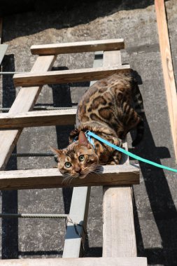köyde ahşap bir merdiven üzerinde bir Bengal kedi portresi