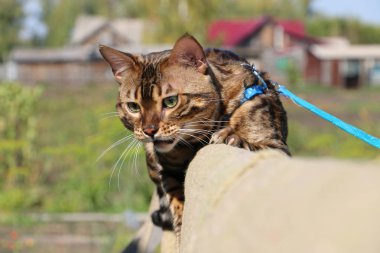 Köyde ahşap bir merdiven üzerinde mavi bir tasma ile Bengal kedi başka bir kedi ile kavgalar