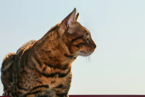 Gün batımında bir çit üzerinde oturur Bengal kedi portresi — Stok fotoğraf