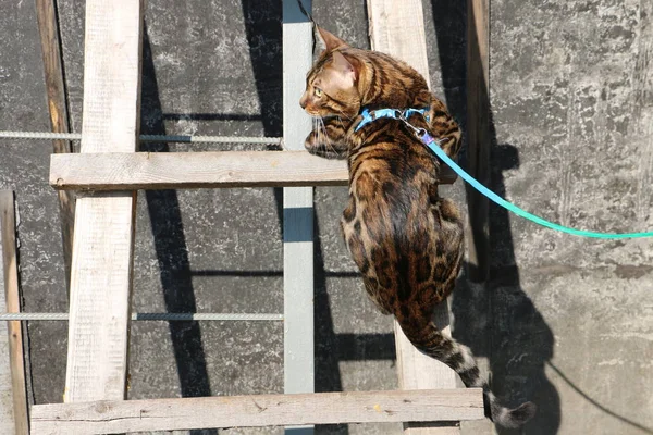 Köyde ahşap bir merdiven üzerinde bir Bengal kedi portresi — Stok fotoğraf