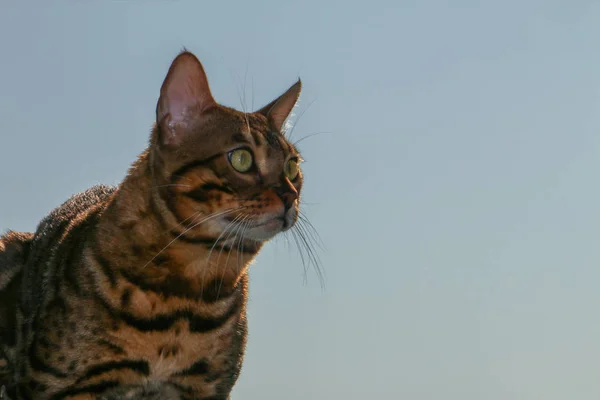 日没時にフェンスの上に座っているベンガル猫の肖像画 — ストック写真