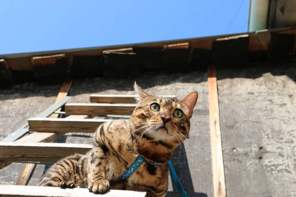 Portrait of a Bengal cat on a wooden staircase in the village — Stock Photo, Image