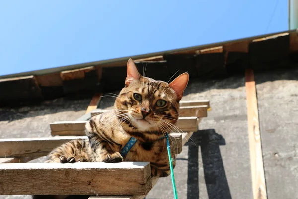 Portrait of a Bengal cat on a wooden staircase in the village — Stock Photo, Image