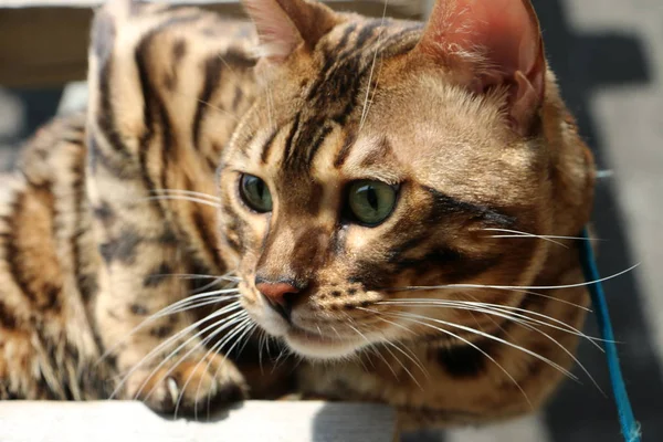 Porträt einer Bengalkatze auf einer Holztreppe im Dorf — Stockfoto