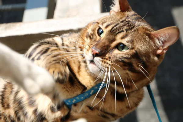 Aggressive Bengalkatze auf Holztreppe im Dorf — Stockfoto