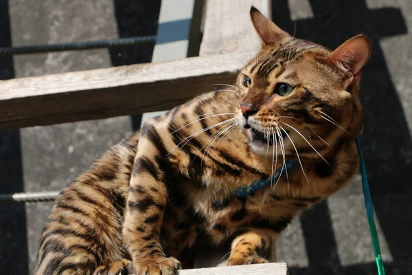 Aggressive Bengalkatze auf Holztreppe im Dorf — Stockfoto