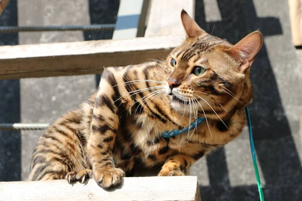 村の木製の階段に積極的なベンガル猫 — ストック写真