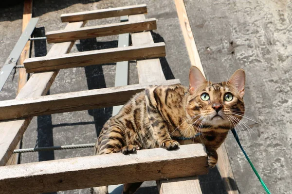 Portrait of a Bengal cat on a wooden staircase in the village — Stock Photo, Image