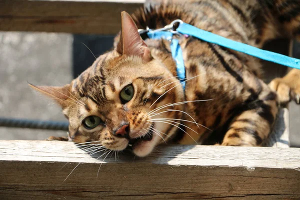 Porträt einer Bengalkatze auf einer Holztreppe im Dorf — Stockfoto