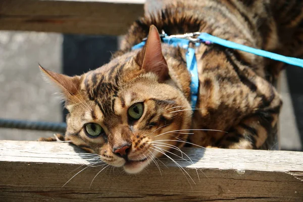 Porträt einer Bengalkatze auf einer Holztreppe im Dorf — Stockfoto