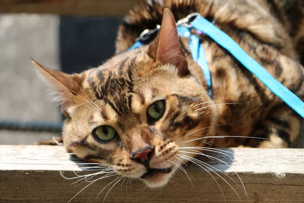 Porträt einer Bengalkatze auf einer Holztreppe im Dorf — Stockfoto