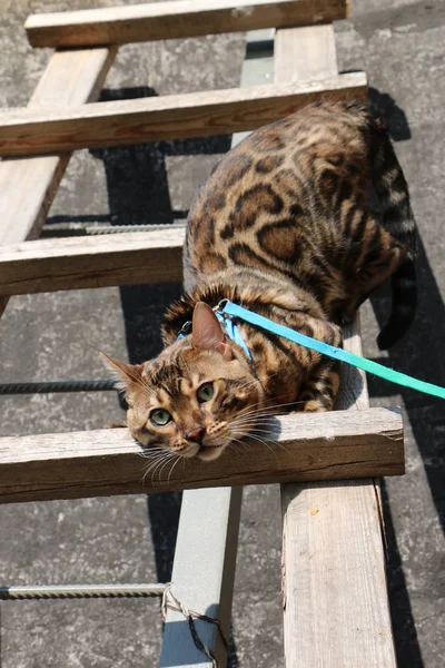 Köyde ahşap bir merdiven üzerinde bir Bengal kedi portresi — Stok fotoğraf