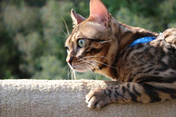 Bengalkatze mit blauer Leine auf einer Holztreppe im Dorf kämpft mit einer anderen Katze — Stockfoto