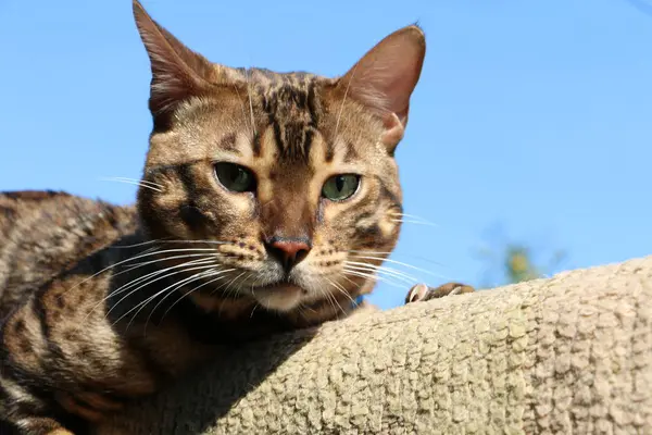 Bengalkatze mit blauer Leine auf einer Holztreppe im Dorf kämpft mit einer anderen Katze — Stockfoto