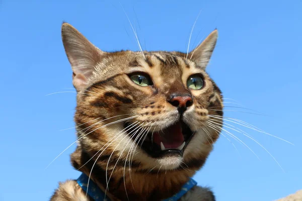 Muzzle Bengal cat breed against the blue sky — Stock Photo, Image